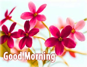 Good Morning PICTURES DOWNLOAD