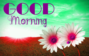 Flower Good Morning Wishes photo Pics Download In HD