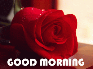 RED Flower Good Morning Wishes Photo Pics Free DOWNLAOD