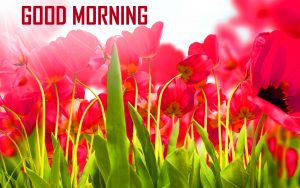 Flower HD Nature Good Morning Photo Download