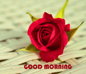 Red Flower Good Morning Wishes Photo