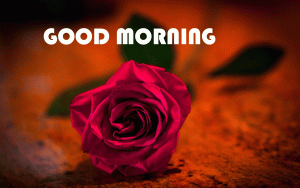 Red Rose Good Morning Photo Pics In HD