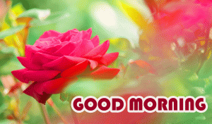 Red Rose Good Morning Images Free Download