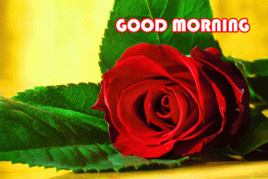 Happy Good Morning Images Pics Download With Red Rose