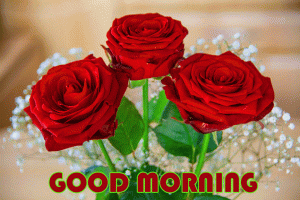 HD Red Rose Good Morning Photo Pics Download