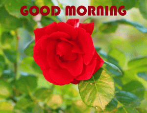Red Rose Good Morning photo Pics Download