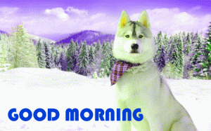 New Winter Good Morning Photo Pictures Free Download