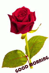 Red Flower Good Morning Photo Pics Download