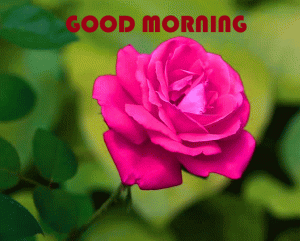 Red Rose Good Morning Images Pictures Download In HD