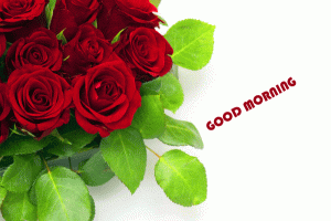 Good Morning Images Photo Pics Free With Red Rose