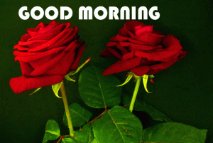 Red Flower Good Morning Photo Pics Download In HD