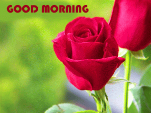 Red Flower Good Morning Wishes Images Download