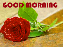 Red Rose Good Morning Wishes Images Free Download