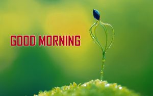 Nature Good Morning Photo Download