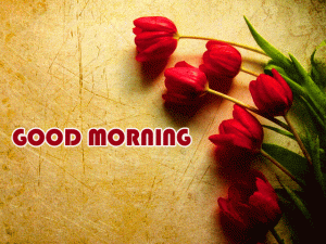 Red Flower Good Morning Wishes Images Free Download