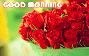 Red Rose Good Morning Wishes Images In HD