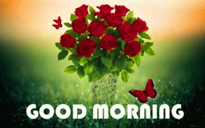 HD Red Rose Wishes Good Morning photo Pictures In HD
