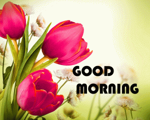 Flower Good Morning Wishes Photo pics Download