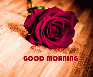 Red Flower Good Morning Wishes Images In HD