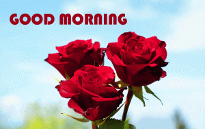 Red Rose Good morning Wishes Images In HD