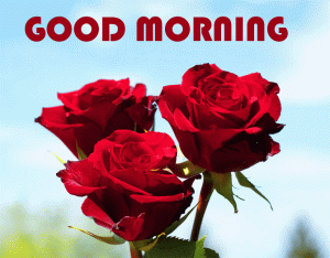 Good Morning Wishes With Red Flower