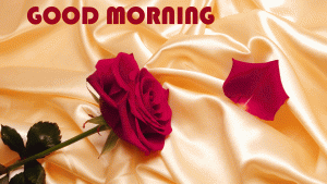 Red Rose Good Morning Photo Pics Free Download