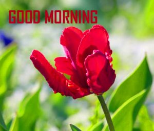 Flower Good Morning Pics Download