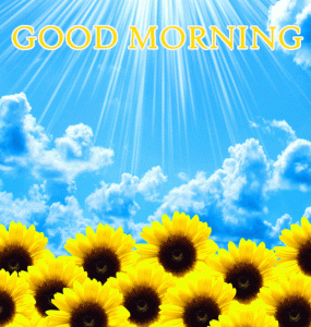 Sunflower Good Morning Images Free Download