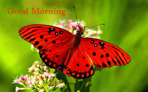 Butterfly Good Morning pictures For Whatsaap