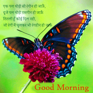 Butterfly Good Morning Images Photo Pics In Hindi