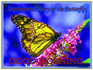 Butterfly Good Morning Photo Download