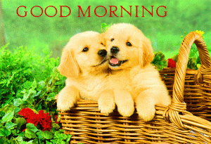 Very Cute Puppy Good Morning Image Download