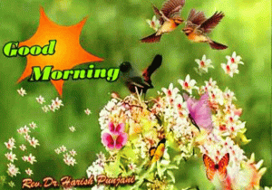 Spring Good Morning Image Photo Wallpaper Download 