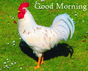 Rooster Good Morning Wallpaper Free Download