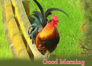 Good Morning Photo Pics Images For Rooster Download