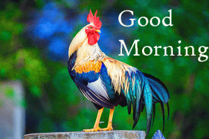 HD Free Rooster Good Morning Photo Pics Images Download