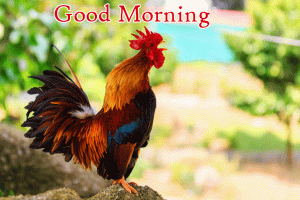 HD Quality Rooster Good Morning Photo Pics Download