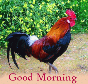 Rooster Happy Good Morning Photo Pics Download In HD