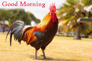 Rooster HD Good Morning Photo Pics Download For Whatsaap