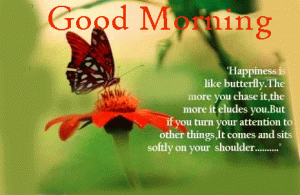 Butterfly Good Morning Photo Pics Download