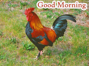 New Rooster Good Morning Photo Pics Free Download