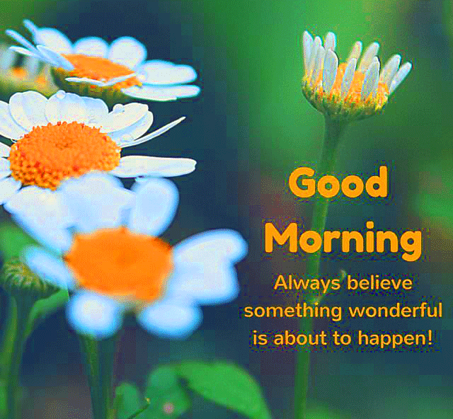 164+ Wonderful Good Morning Quotes With Images Download