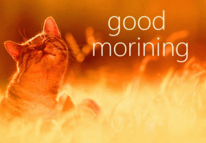 Wednesday Good Morning Images Photo Pics Download In HD