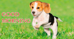 Puppy Good Morning Wallpaper Download