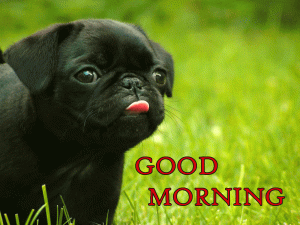 Good Morning Wallpaper With Dog