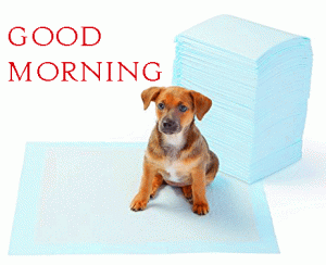 Puppy Good Morning Photo Pictures Download 