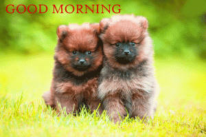 Cute Puppy Happy Good Morning Photo Pics Download In HD