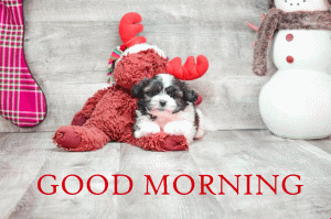 free Cute Puppy Good Morning Photo Pics free Download