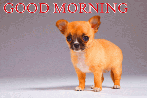 HD Cute Puppy Dog Good Morning Photo Pictures Download For Wahtsaap
