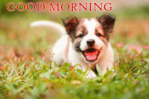 New HD Puppy Good Morning Photo Pictures Download